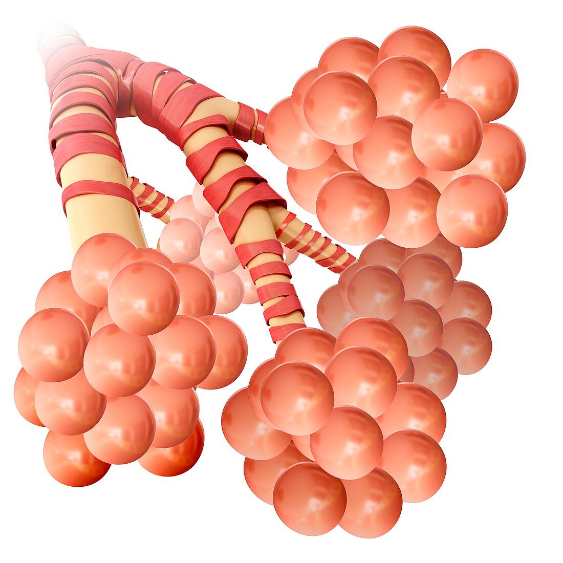 Alveoli clusters in the lungs, illustration