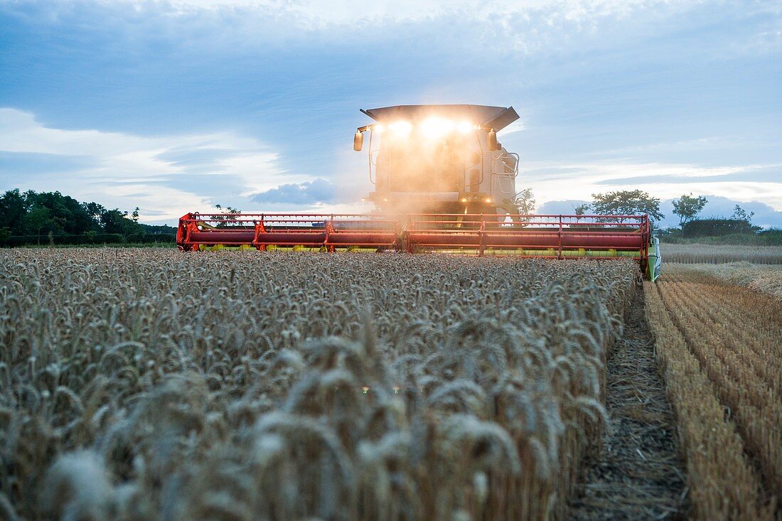 Wheat harvesting at dusk