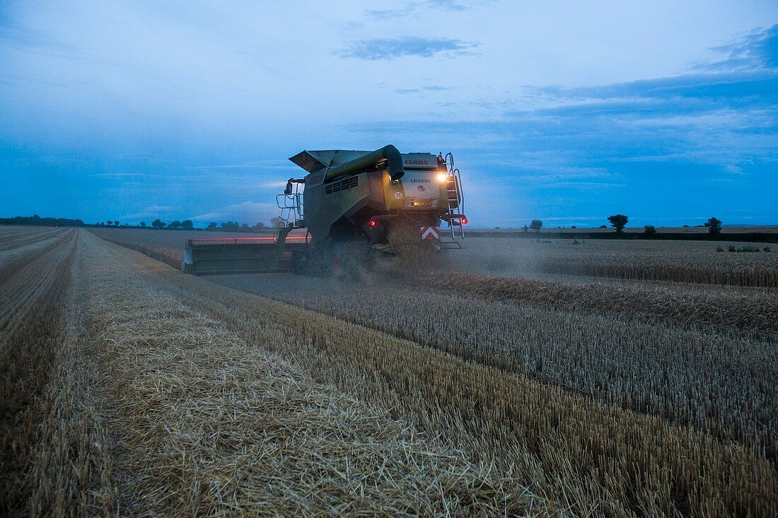 Wheat harvesting at dusk
