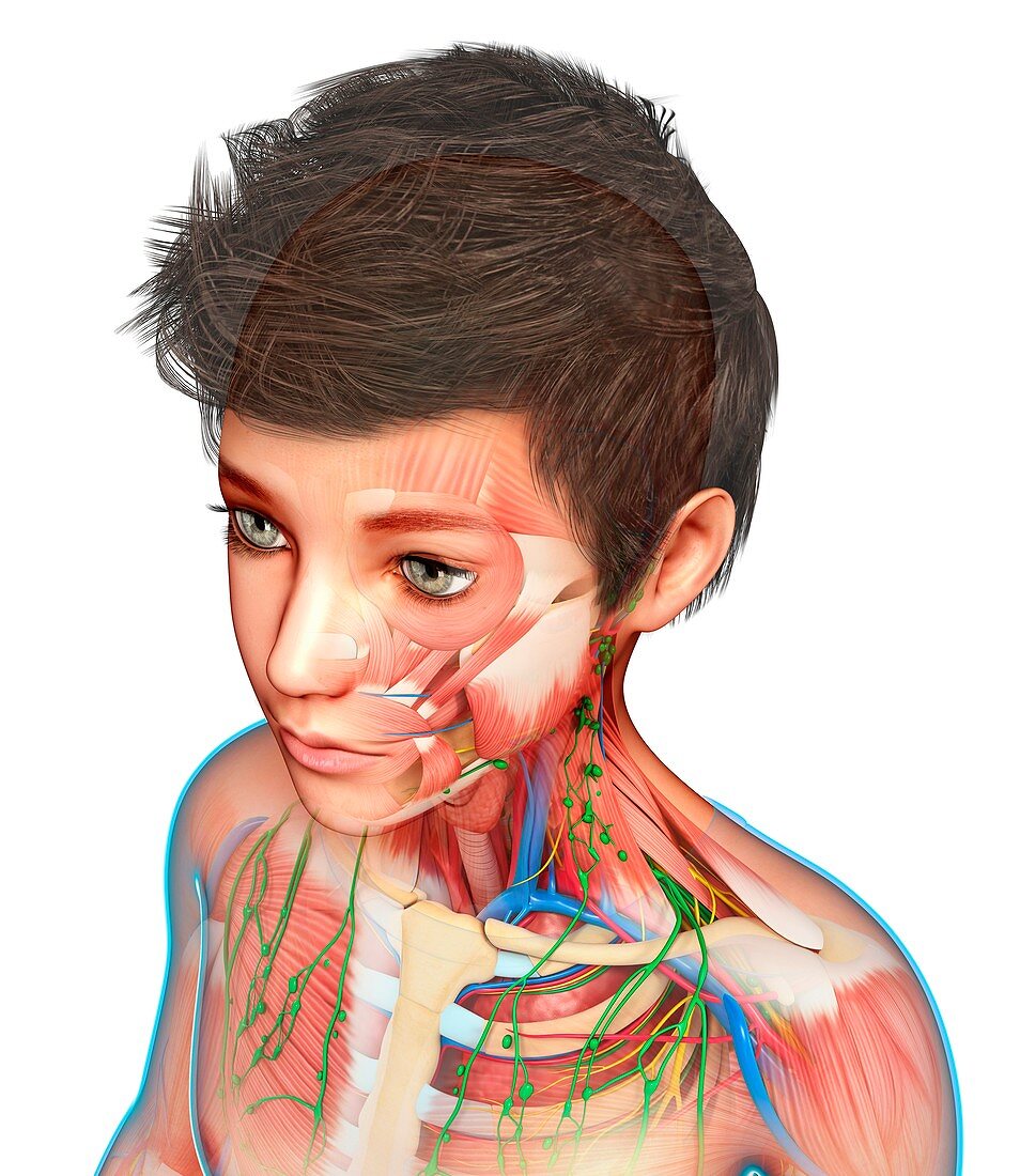 Teenage boy's anatomy, illustration