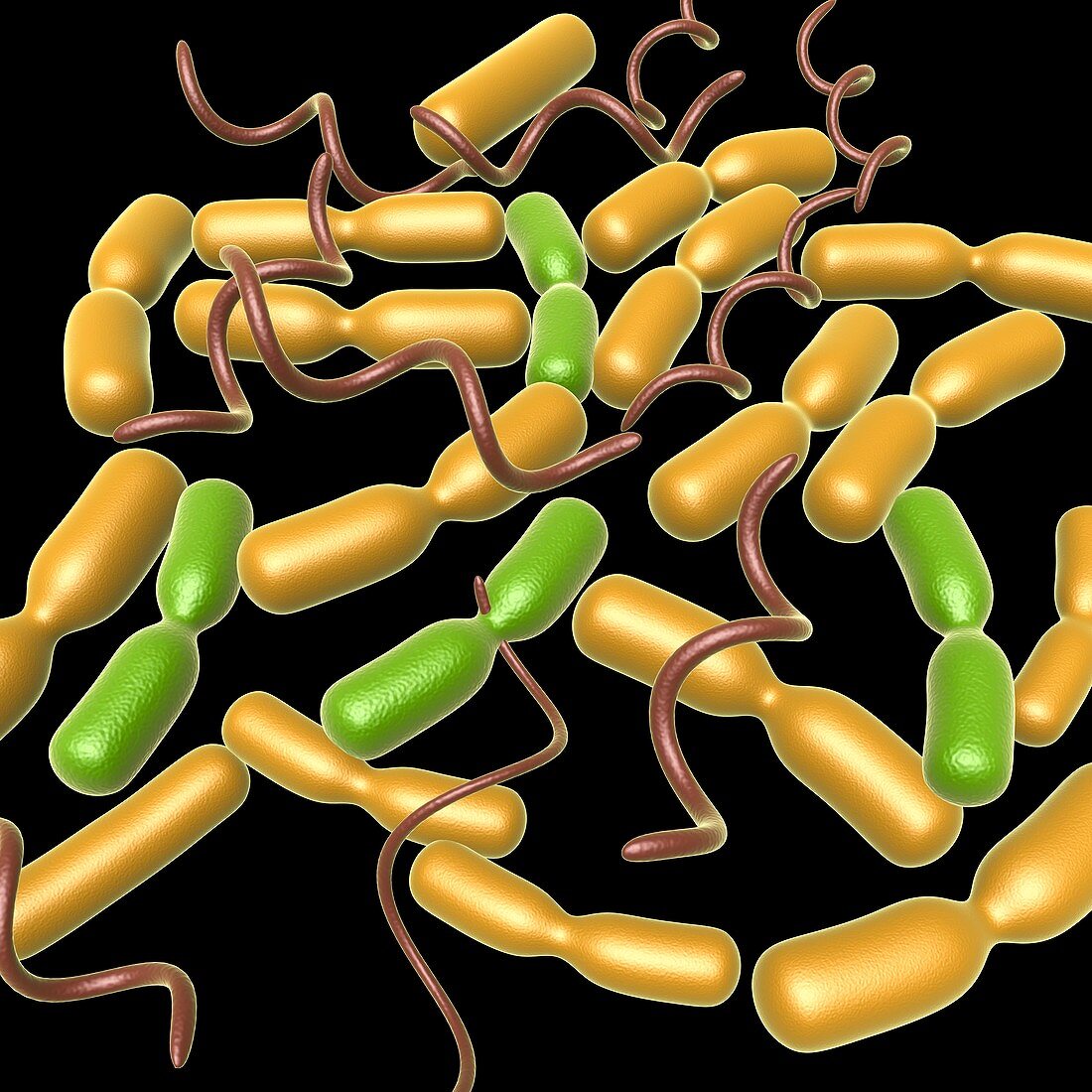 Yersinia pestis bacteria, illustration
