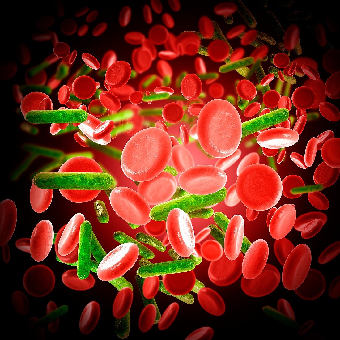 Bacteria and red blood cells, illustration