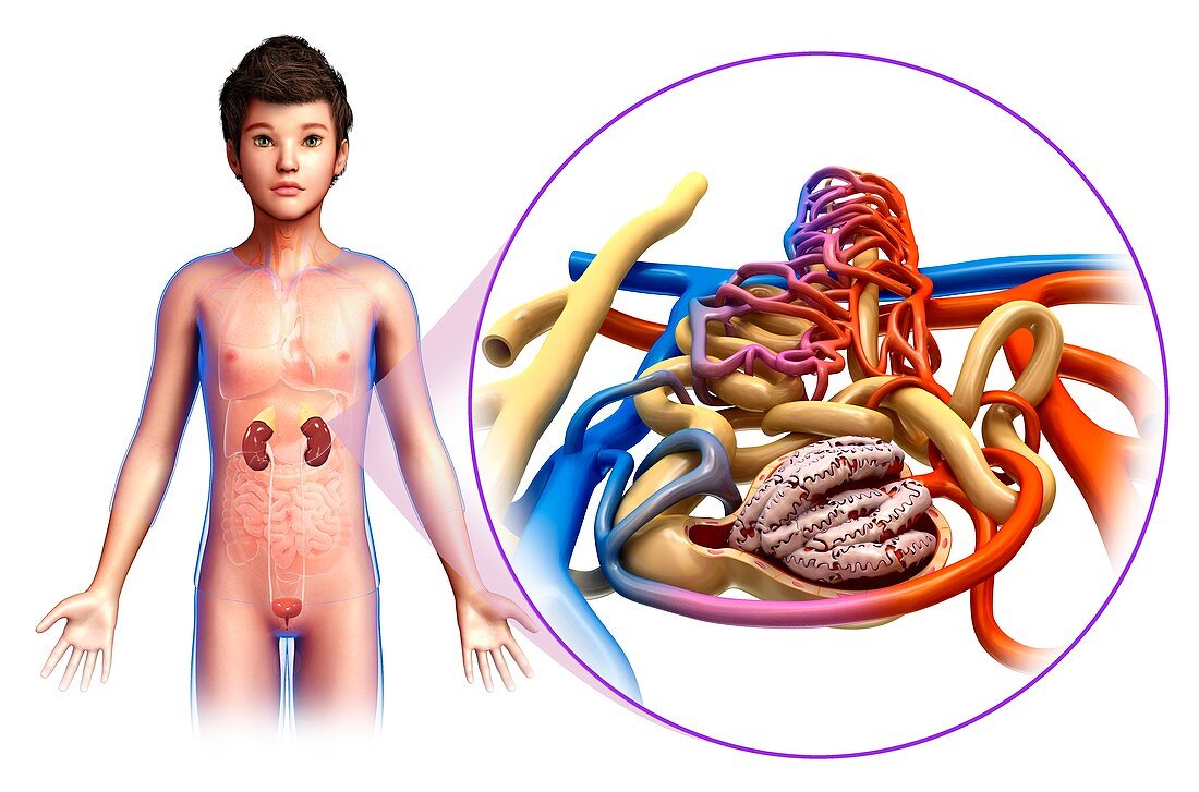 Child's kidney and nephron anatomy, illustration