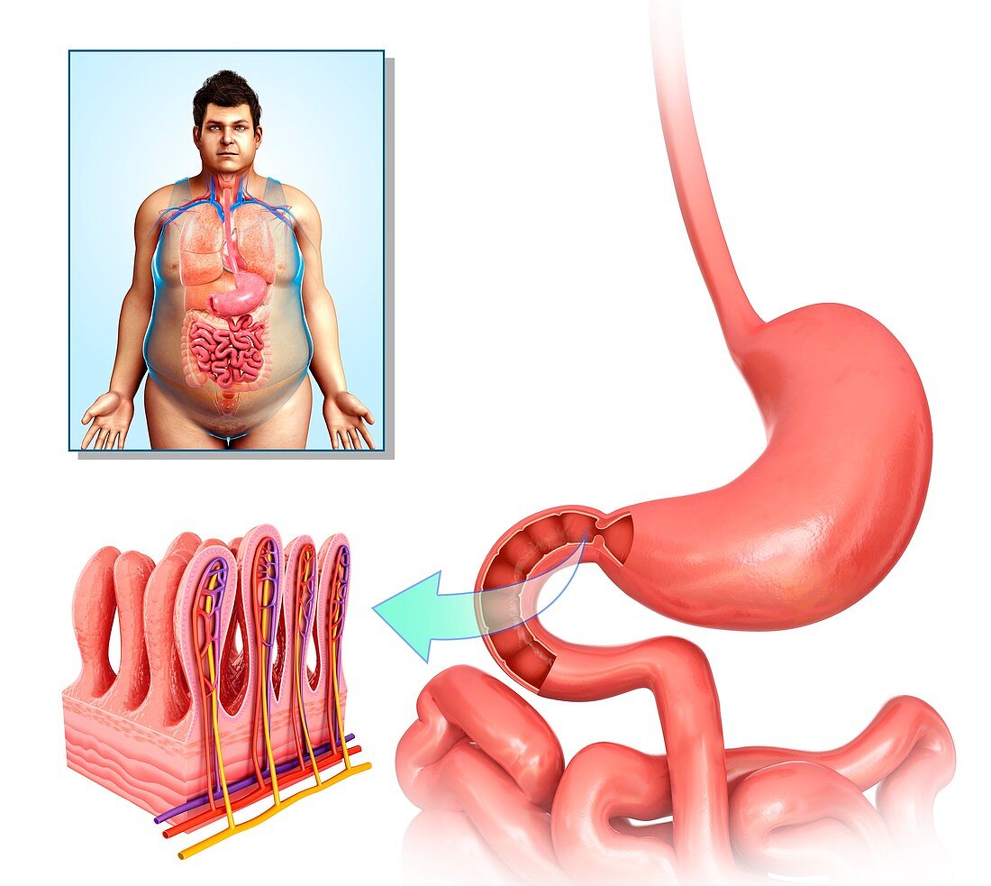 Male stomach and intestinal villi, illustration