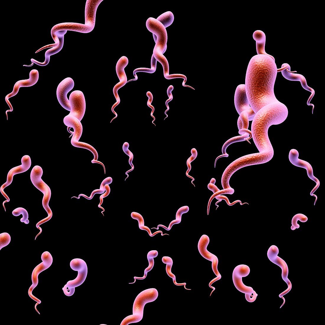 Syphilis bacteria, illustration