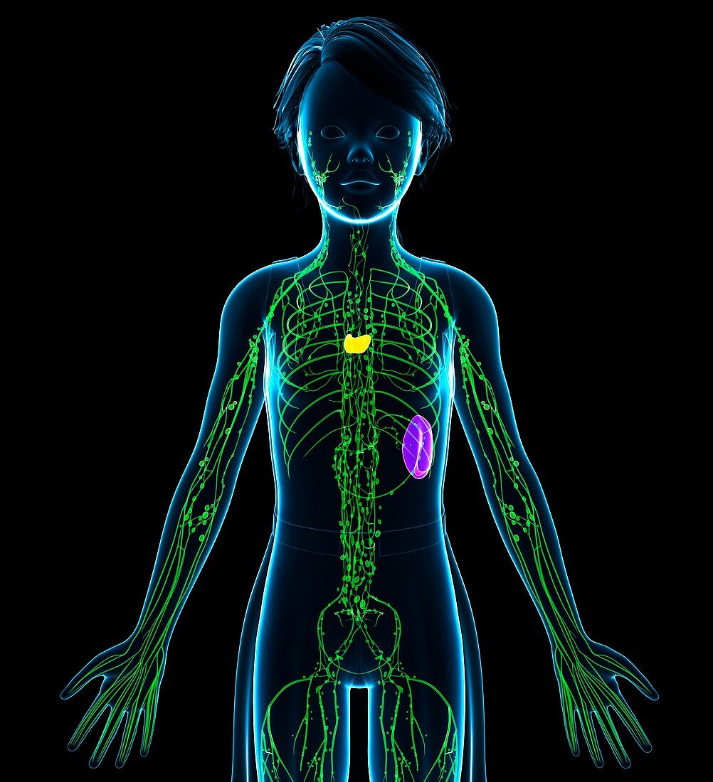 Female lymphatic system, illustration