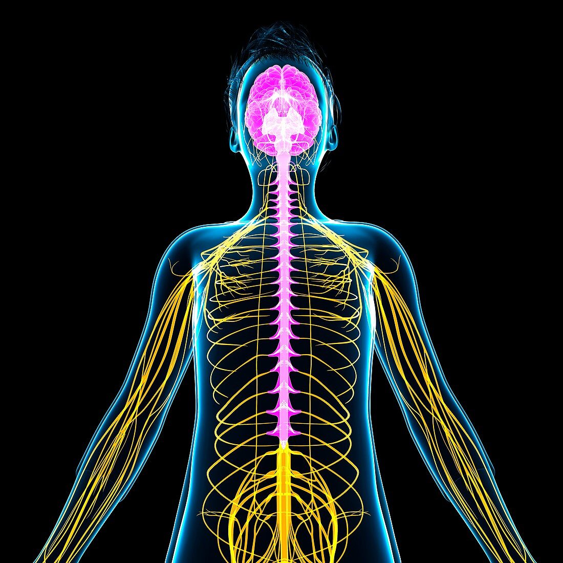 Boy's nervous system, illustration