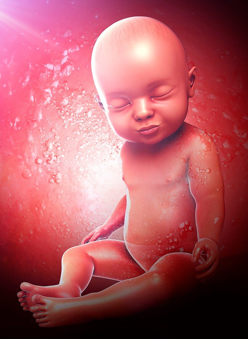 Human foetus, illustration