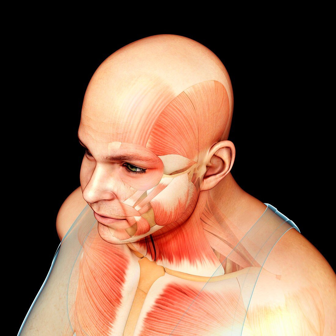 Male head and chest musculature, illustration