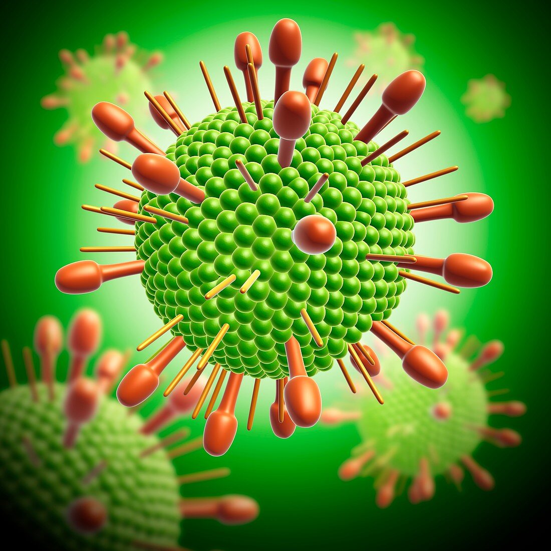 Paramyxovirus virus particle, illustration