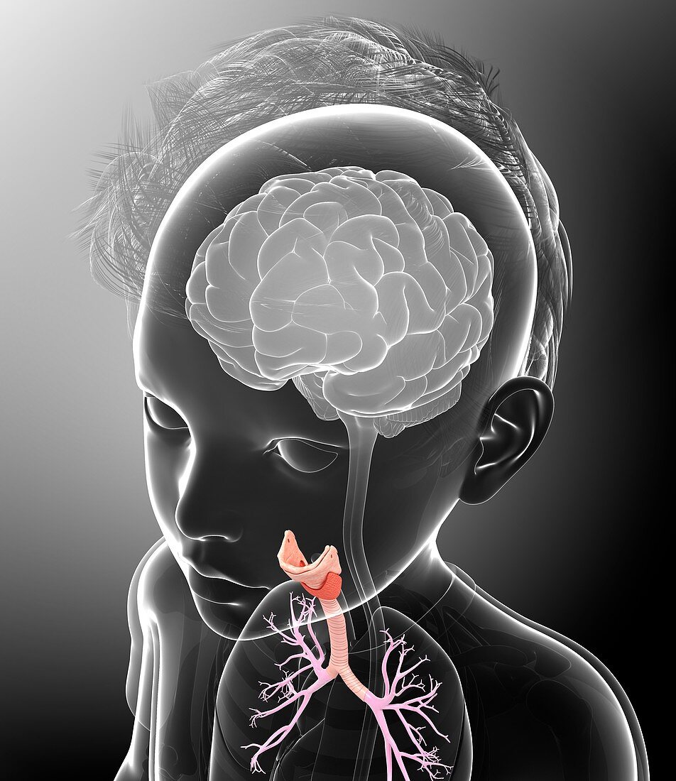 Child's trachea and bronchi, illustration