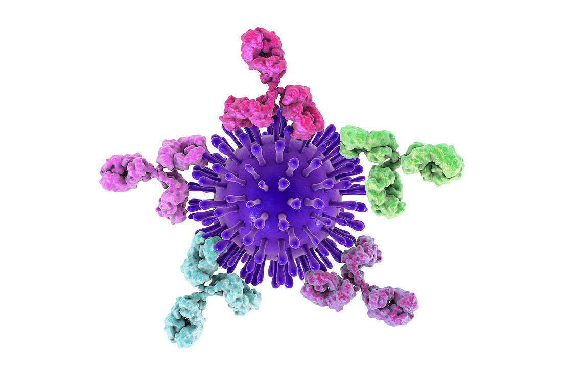 Gram-positive bacterial cell wall, illustration