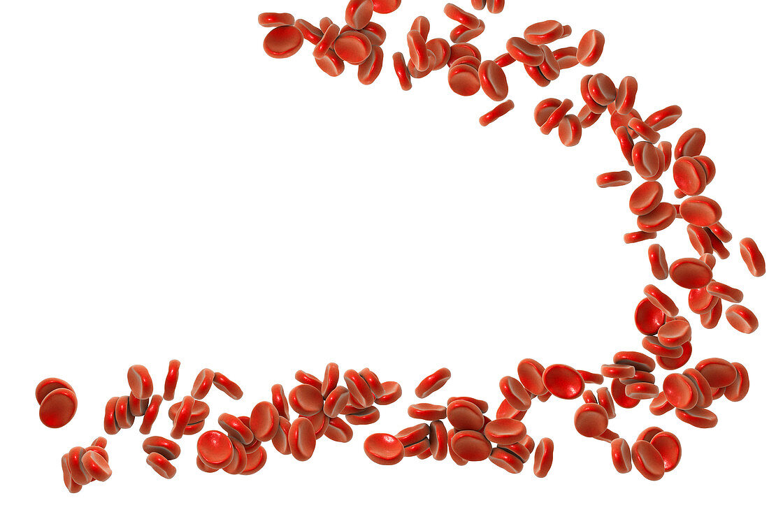 Red blood cells, illustration