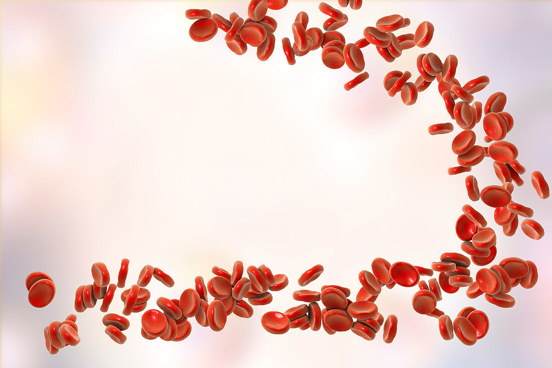 Red blood cells, illustration