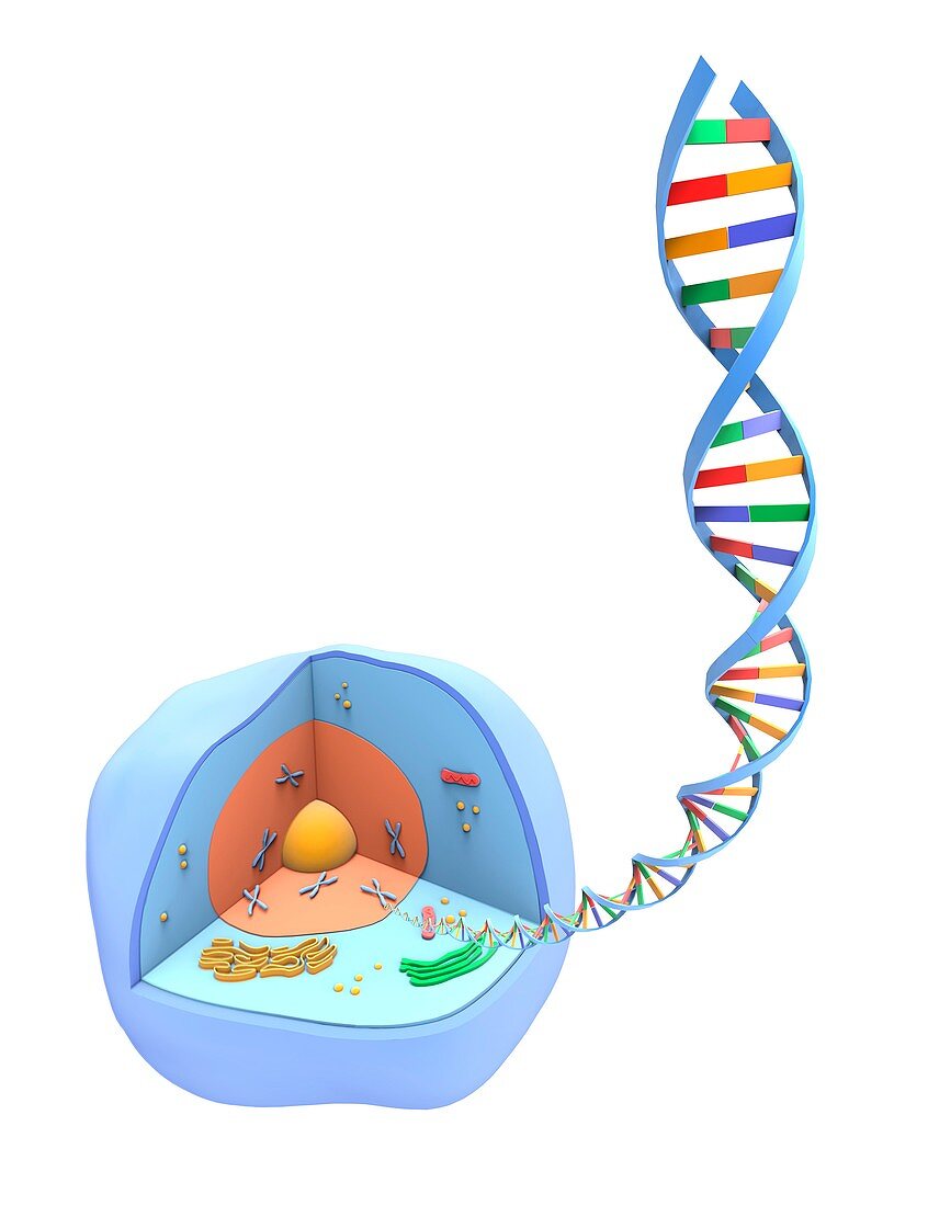 Human cell and DNA, artwork