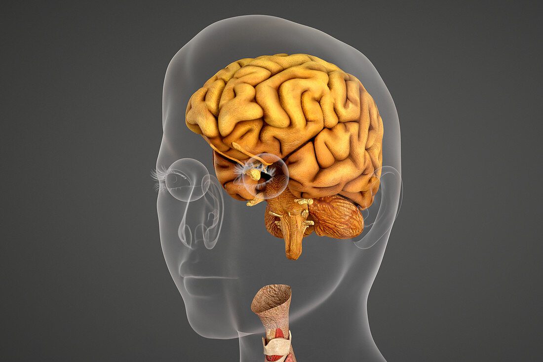 Human brain and eye socket