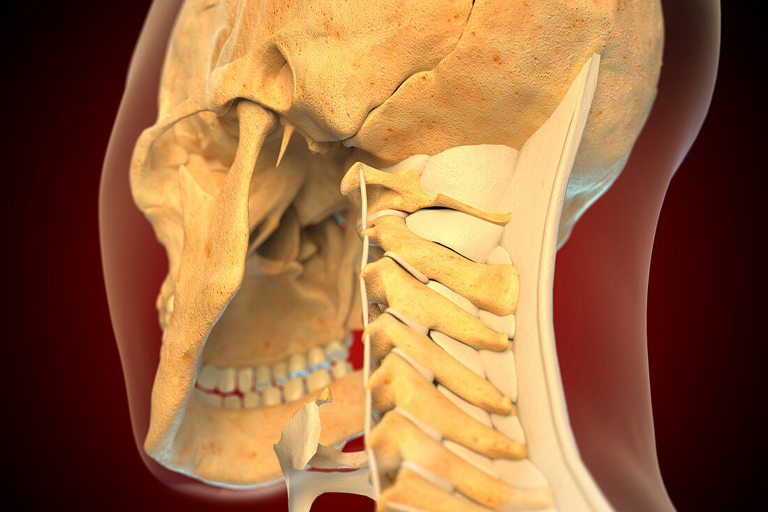 Ligaments of the human neck