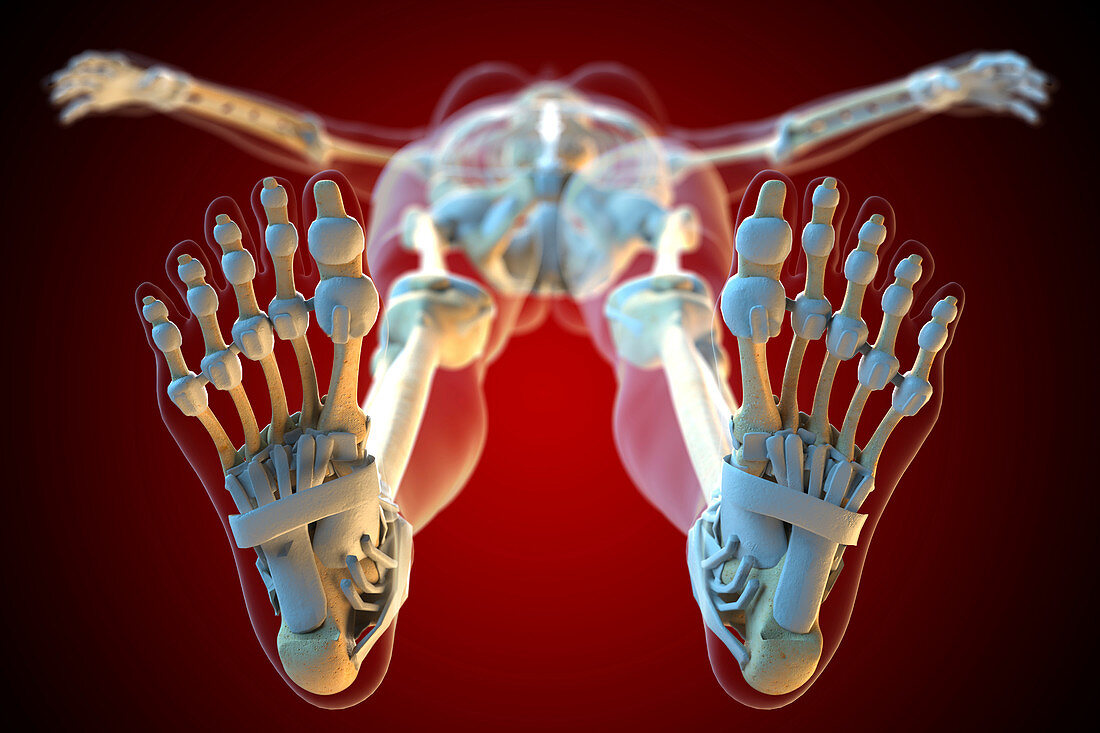 Ligaments of the human feet