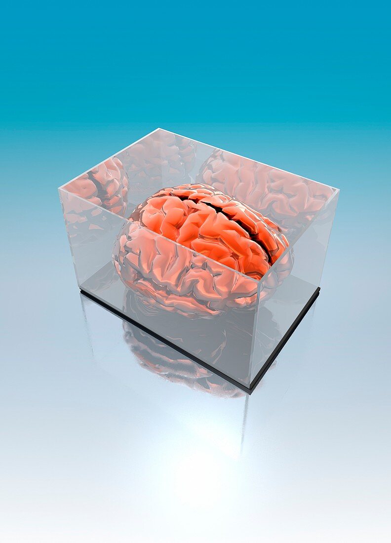 Human brain in transparent box