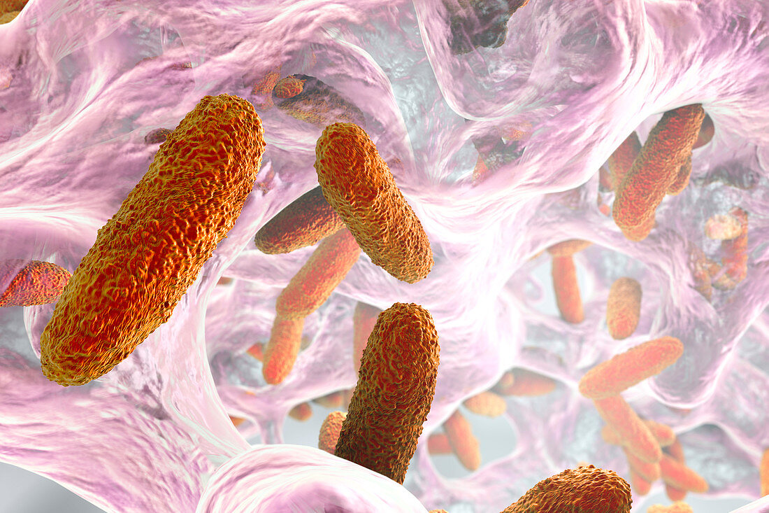 Klebsiella pneumoniae bacteria, illustration