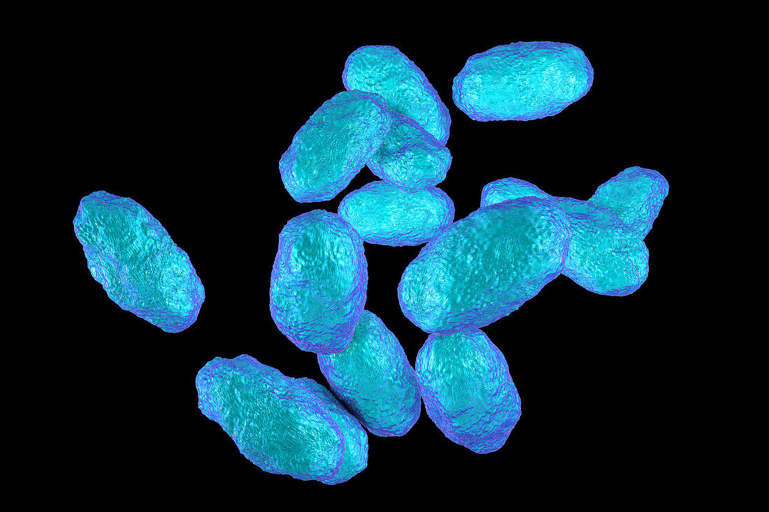 Haemophilus influenzae bacteria, illustration