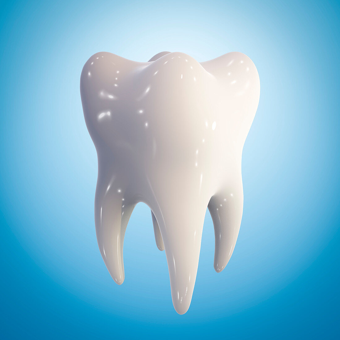 Healthy molar tooth, illustration