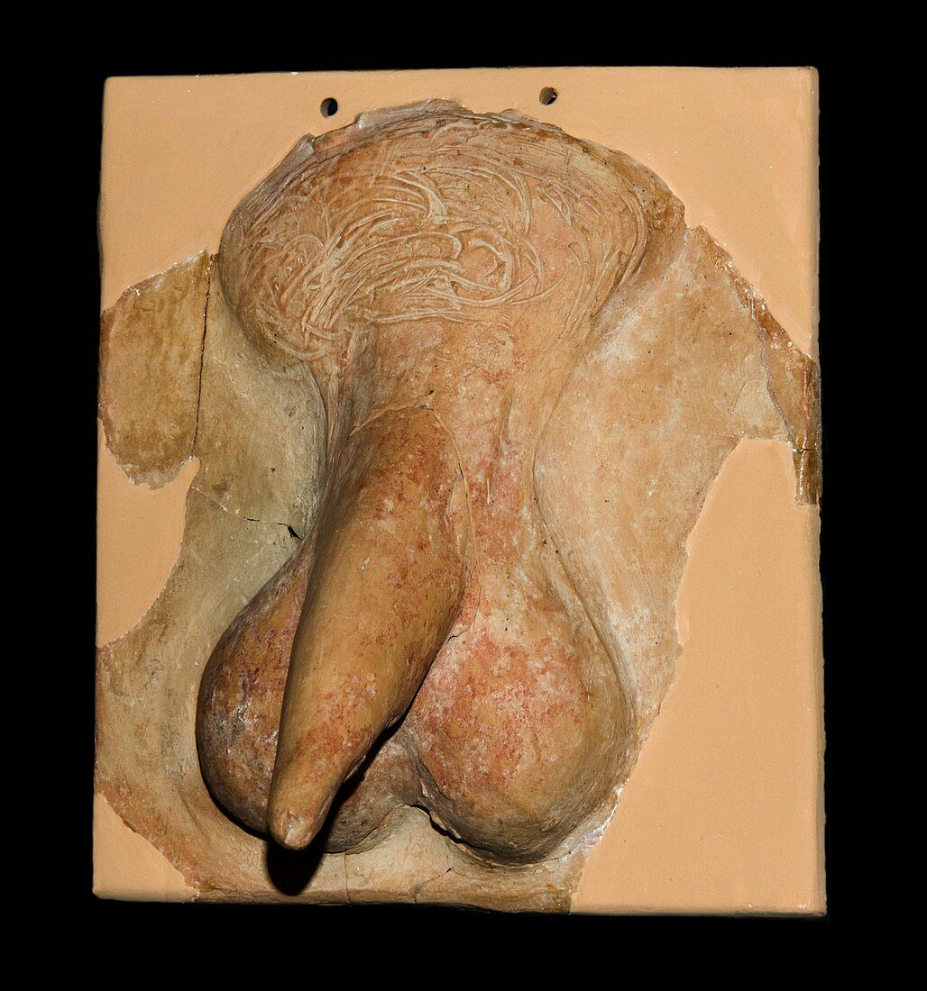 Ancient Greek genitals votive sculpture.