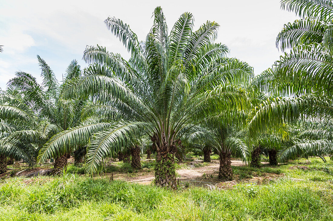 Oil palm trees plantation