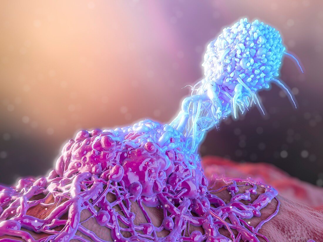 T-cell attacking cancer cell, illustration