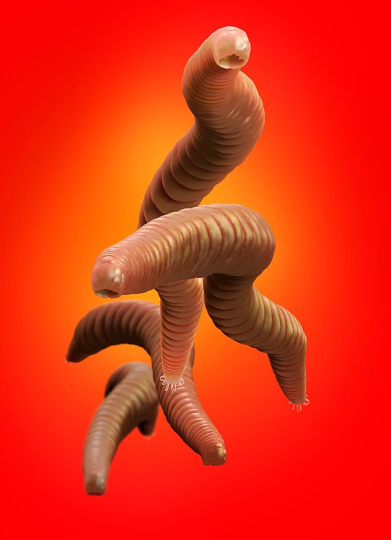 Hookworms, illustration