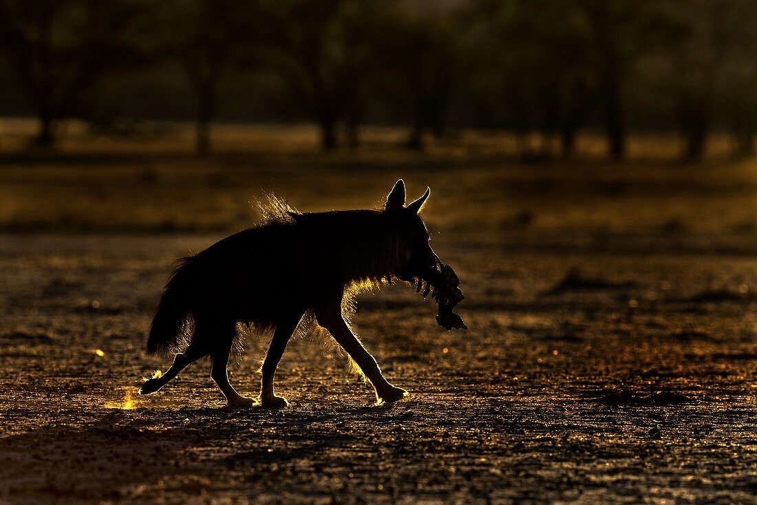 Backlit Brown Hyena with carcass remains