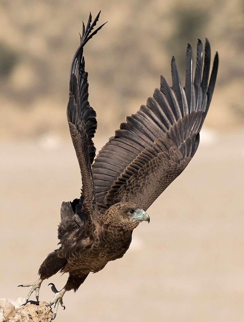 Immature Bateleur Eagle taking off