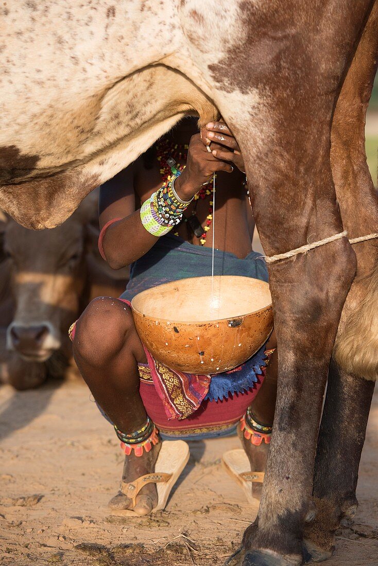 Wodaabe pastoralist woman milking a co