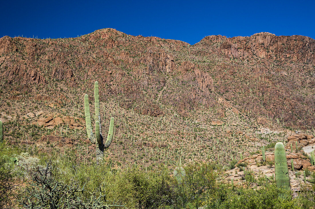 Saguaro cactus and desert flora