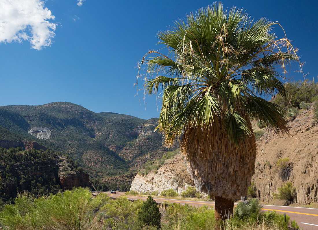 Palm tree beside road, Salt River Canyon, USA