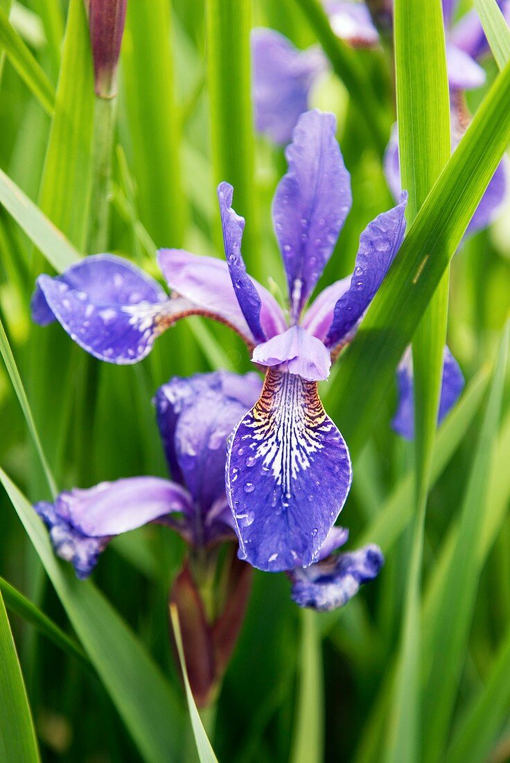 Iris graminea in flower