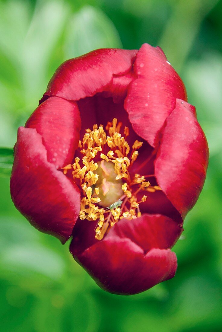 Peony (Paeonia peregrina) in flower