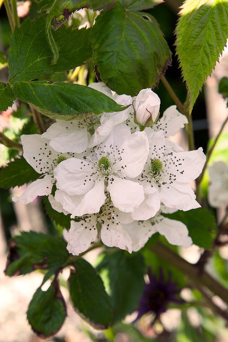 Blackberry (Rubus fruticosus) in flower