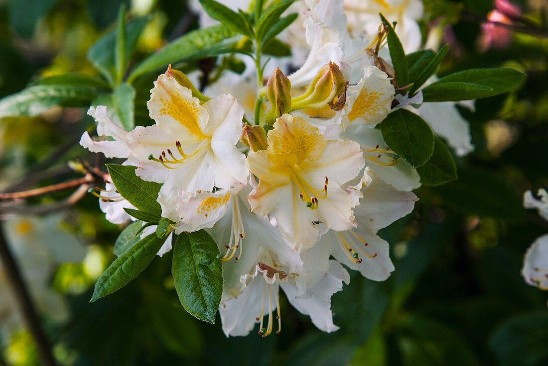 Rhododendron daviesii in flower