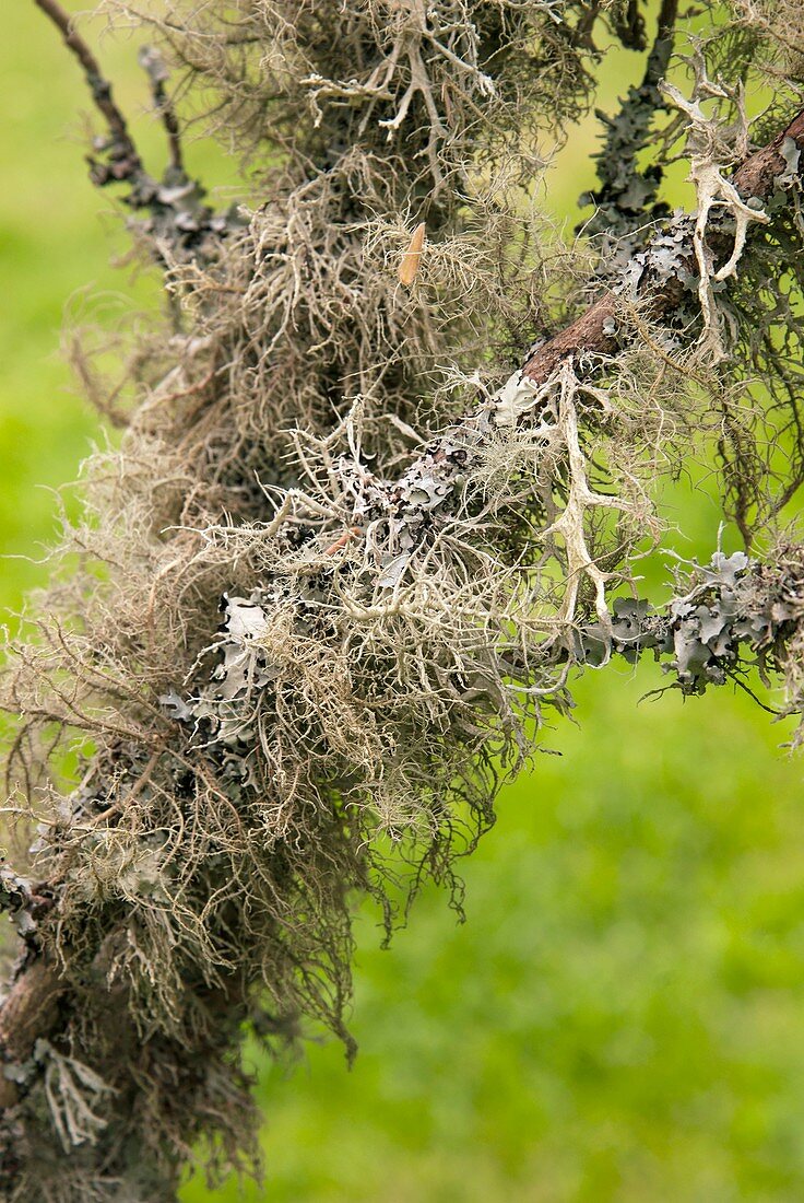 Usnea florida lichen