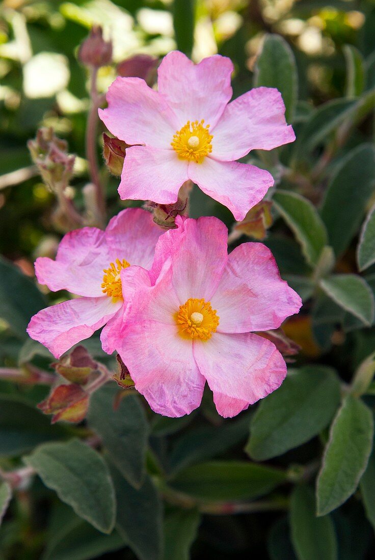 Cistus x lenis 'Grayswood Pink' in flower