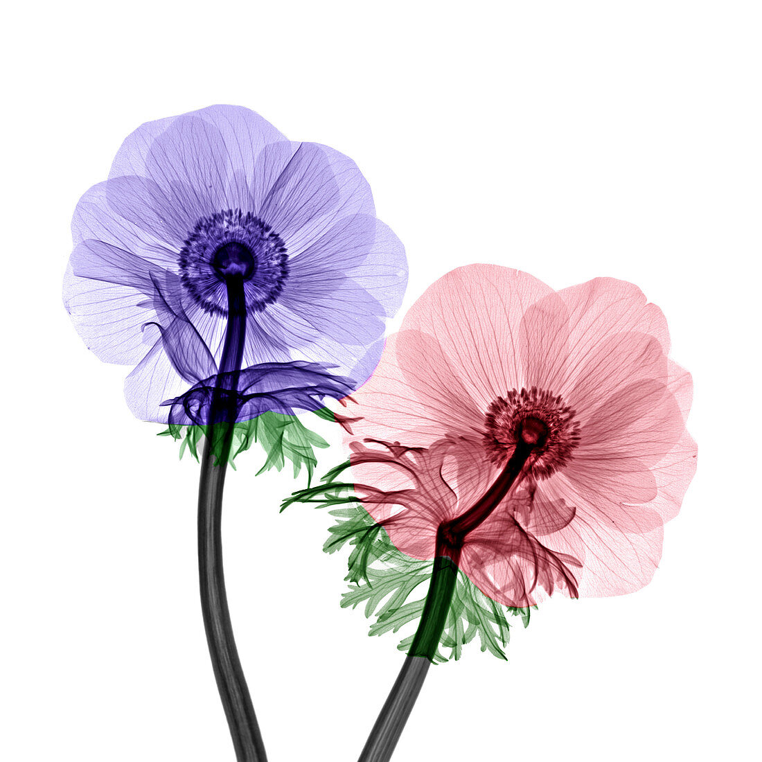 Anemone sp. flowers, X-ray