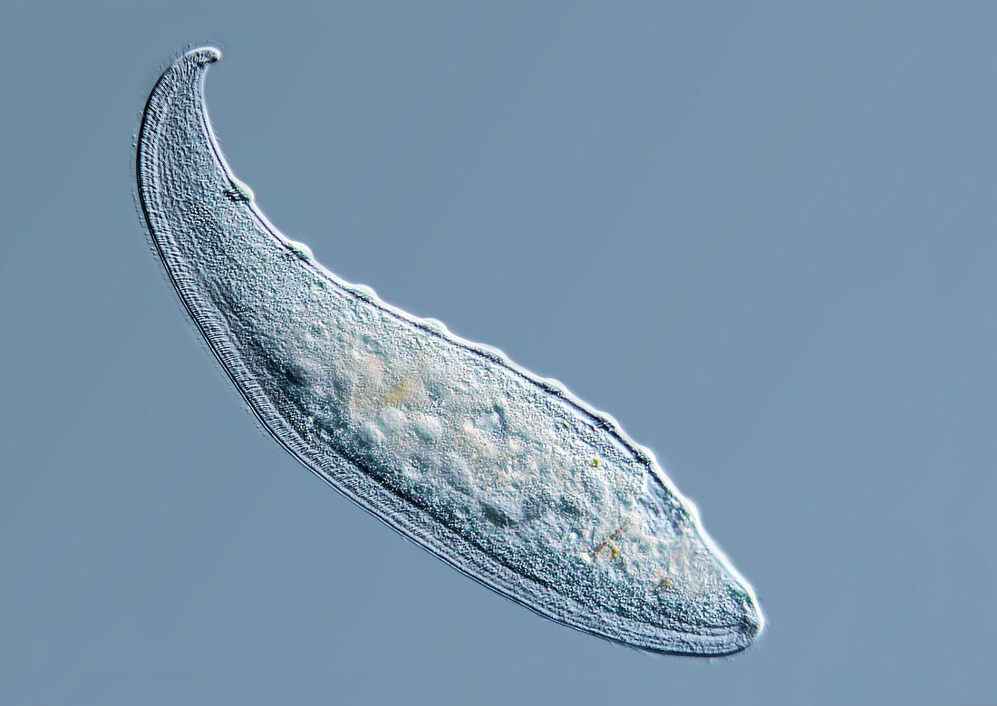 Loxophyllum predatory ciliate, LM