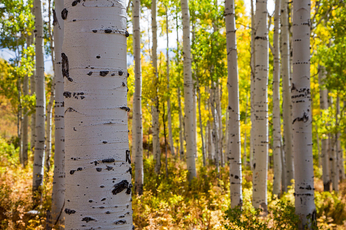 Quaking aspen (Populus tremuloides) in autumn