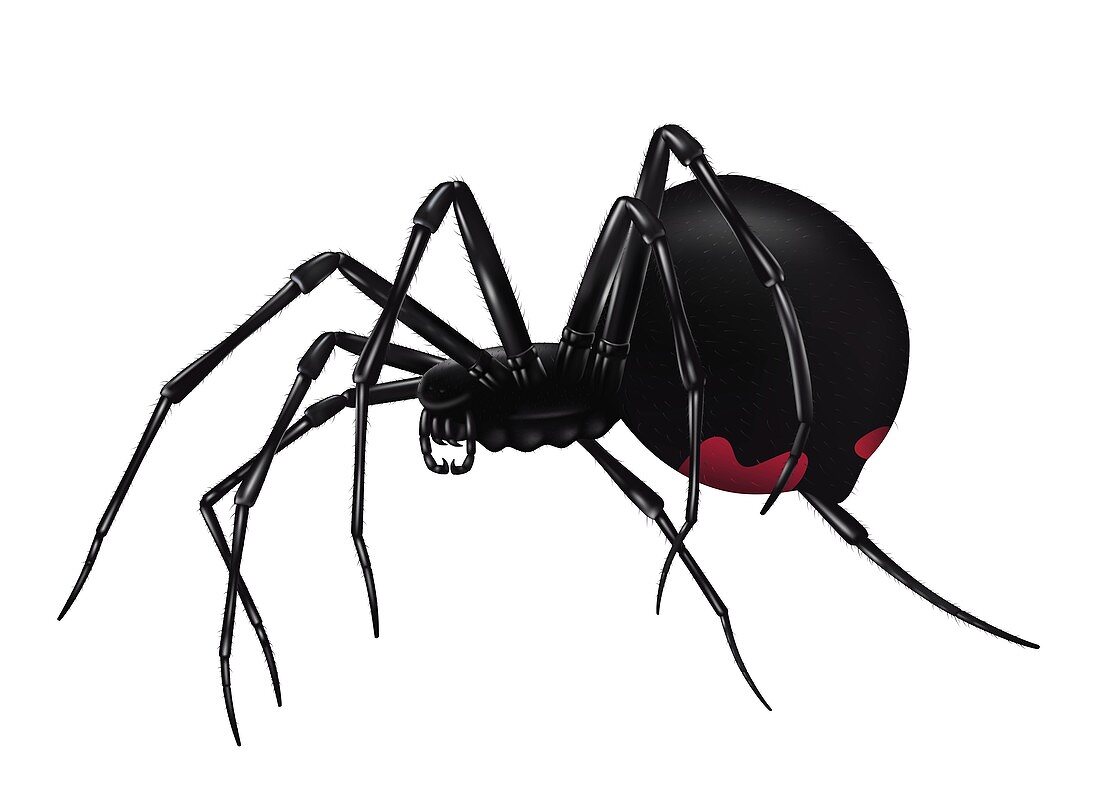 Black widow spider, illustration