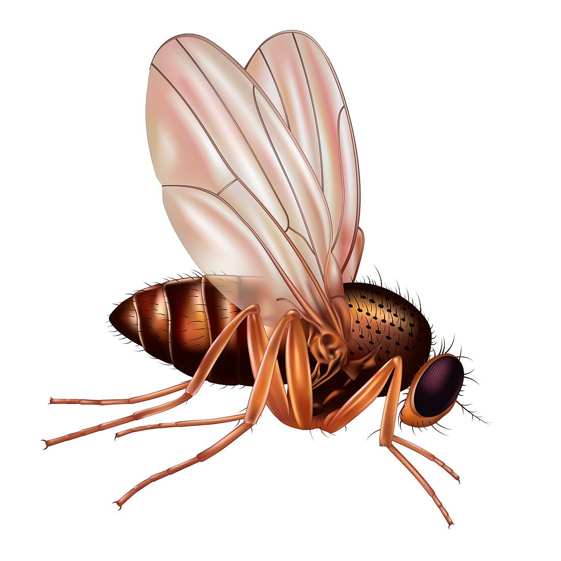 Fruit fly, illustration