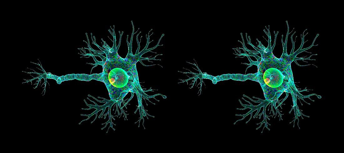 Motor neuron, stereogram images