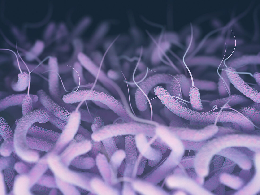 Vibrio cholerae and flagella