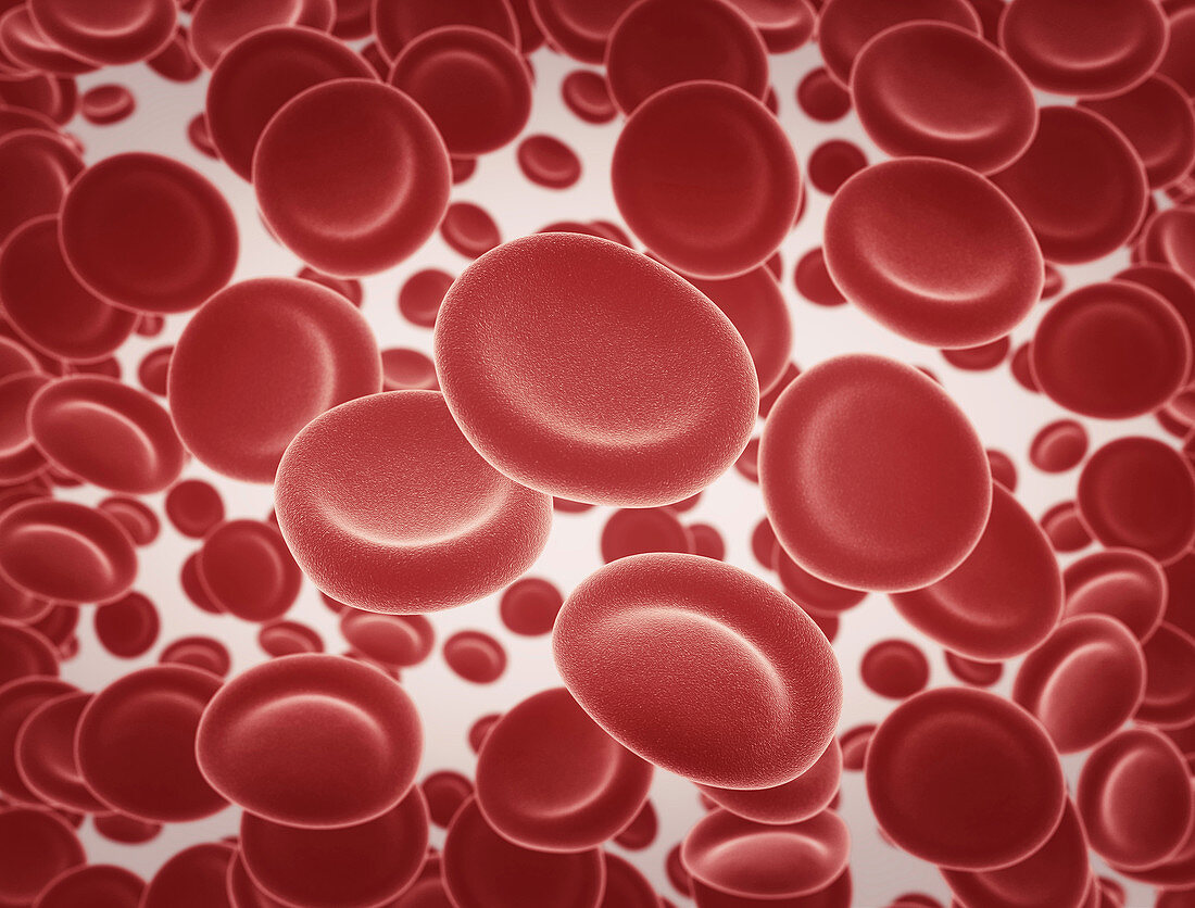 Red blood cells