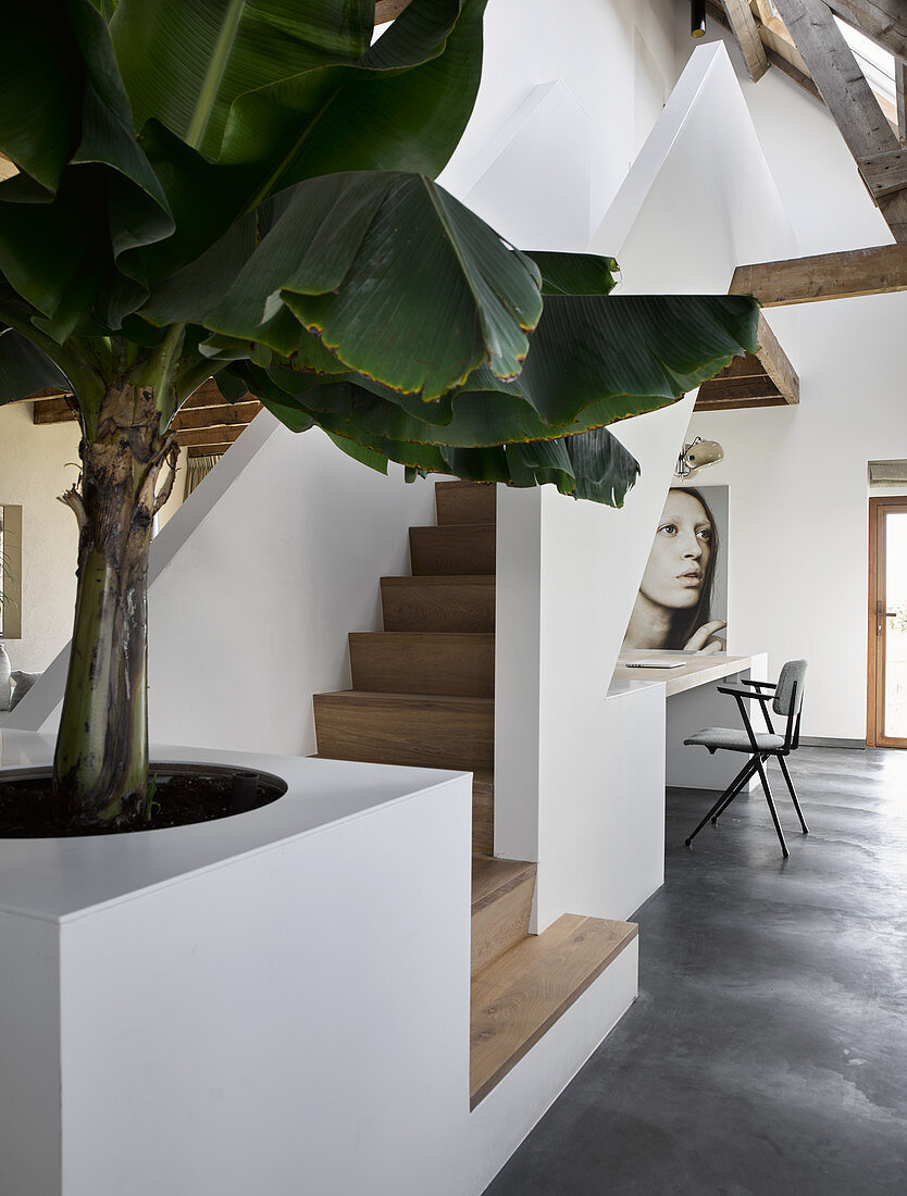 Foliage plant at foot of white staircase with wooden treads